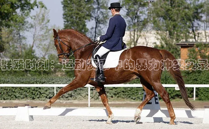 群殴时刻：运动赛事中的暴力冲突实录